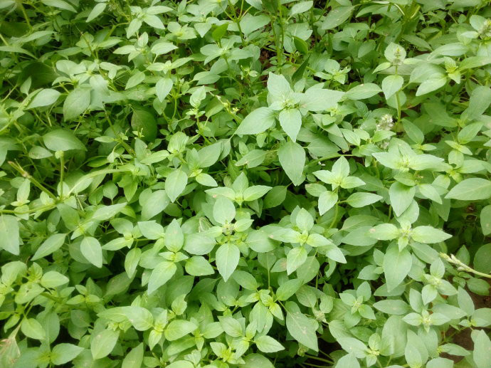  p>疏柔毛罗勒(学名: i>ocimum basilicum /i> var.