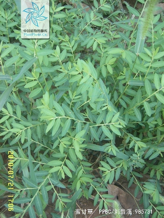  p>蜜甘草(学名: i>phyllanthus ussuriensis  /i>rupr et maxim),全