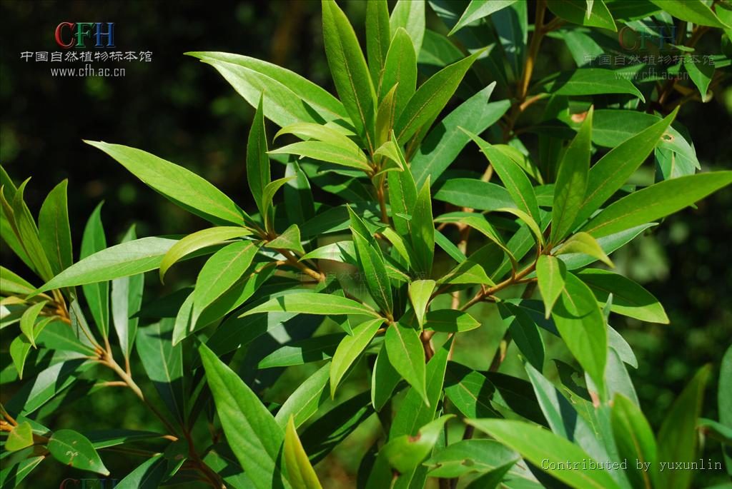  p>润楠(学名: i>machilus pingii /i> cheng ex yang )是樟科,润楠属