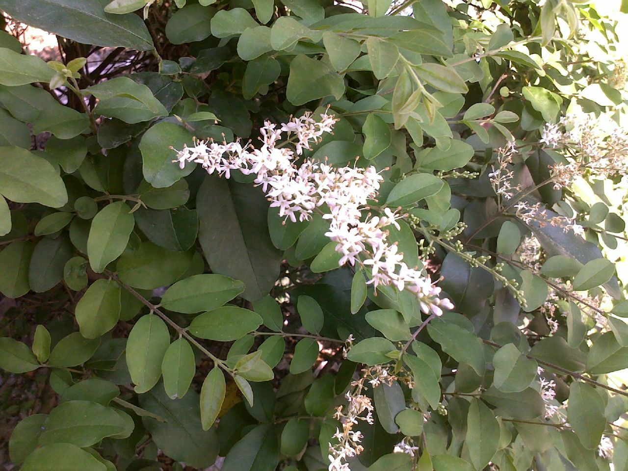  p>小叶女贞(学名: i>ligustrum quihoui /i> carr.