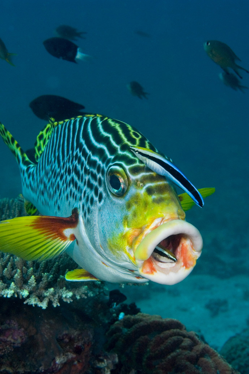  p>裂唇鱼,为 a target="_blank" href="/item/辐鳍鱼纲">辐鳍鱼纲 /a