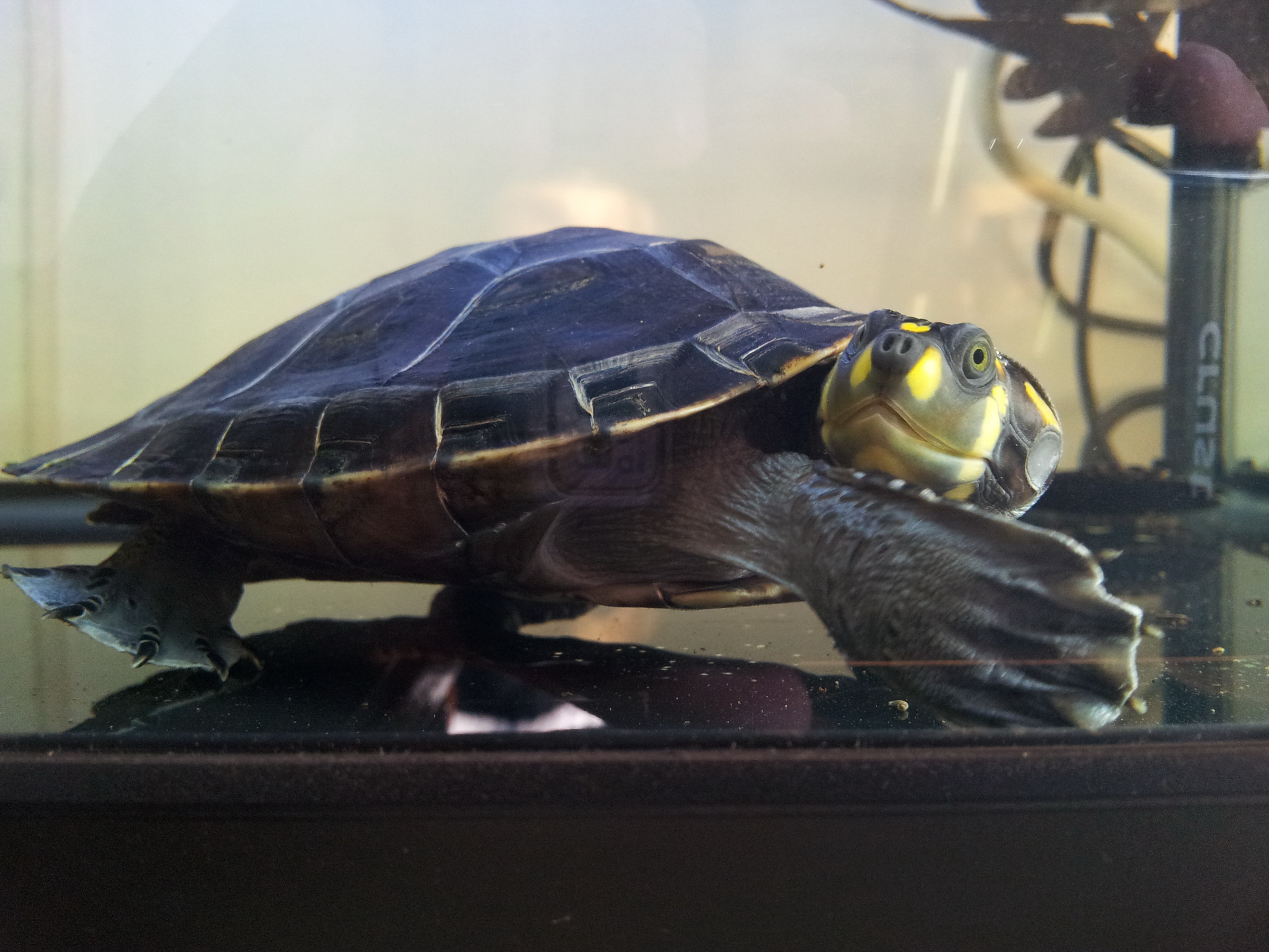  p>黄头侧颈龟(学名: i>podocnemis unifilis /i>)是侧颈龟科,南美侧