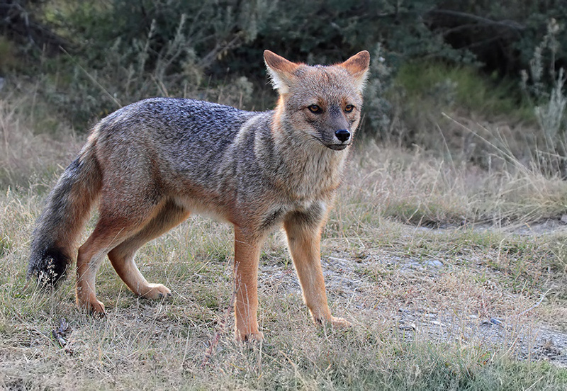 lycalopex culpaeus