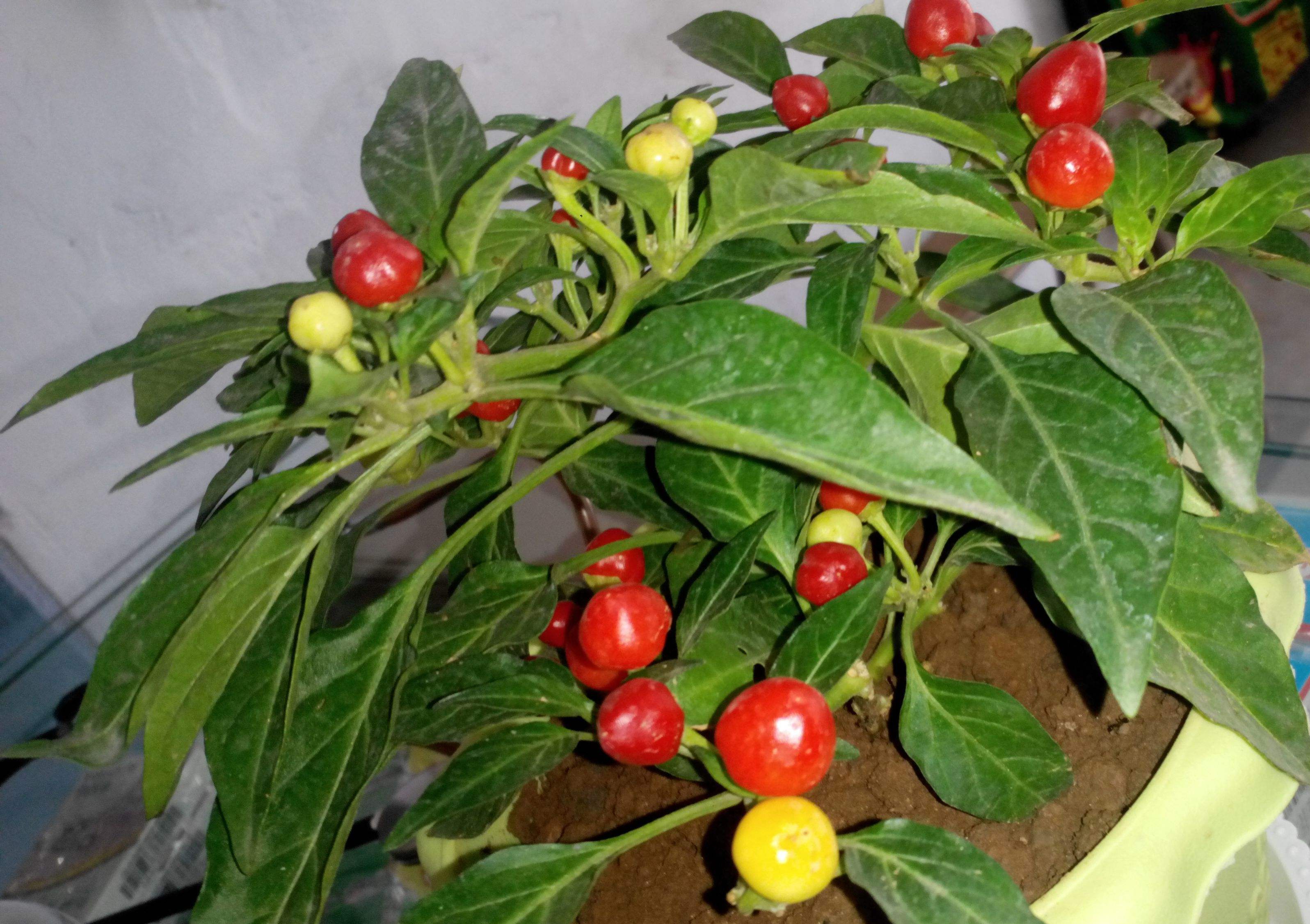  p>观赏辣椒,观赏辣椒根系发达,茎直立,茎部木质化,分枝能力强,分枝