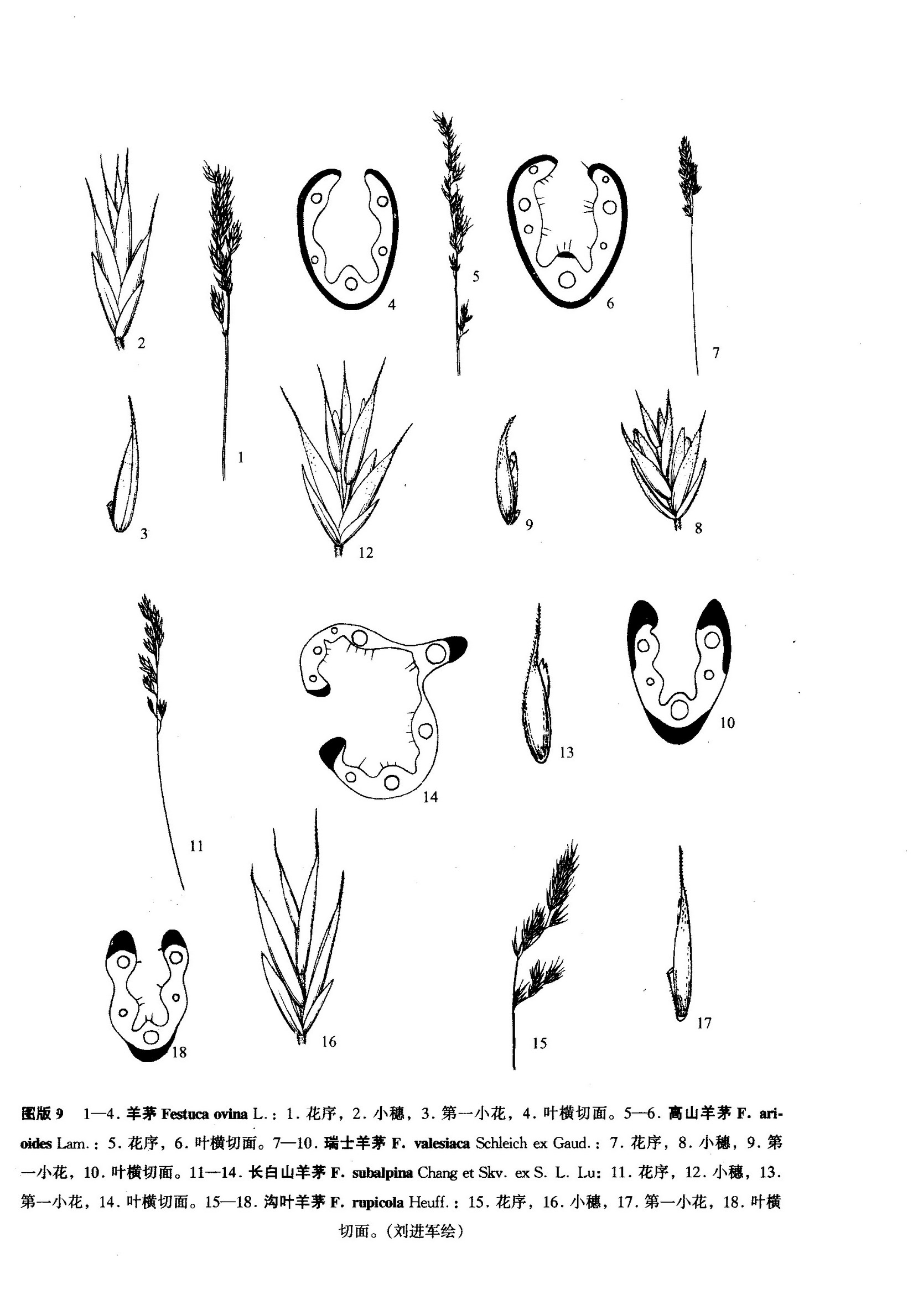 lu)是禾本科羊茅属植物,生于海拔2500-2600米的山坡草原.