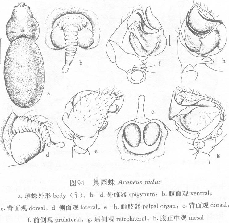 巢园蛛