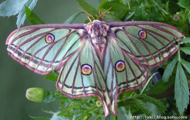 data-lemmaid="409170">大蚕蛾科 /a>动物,虽然称作蝶,实际上是一种蛾