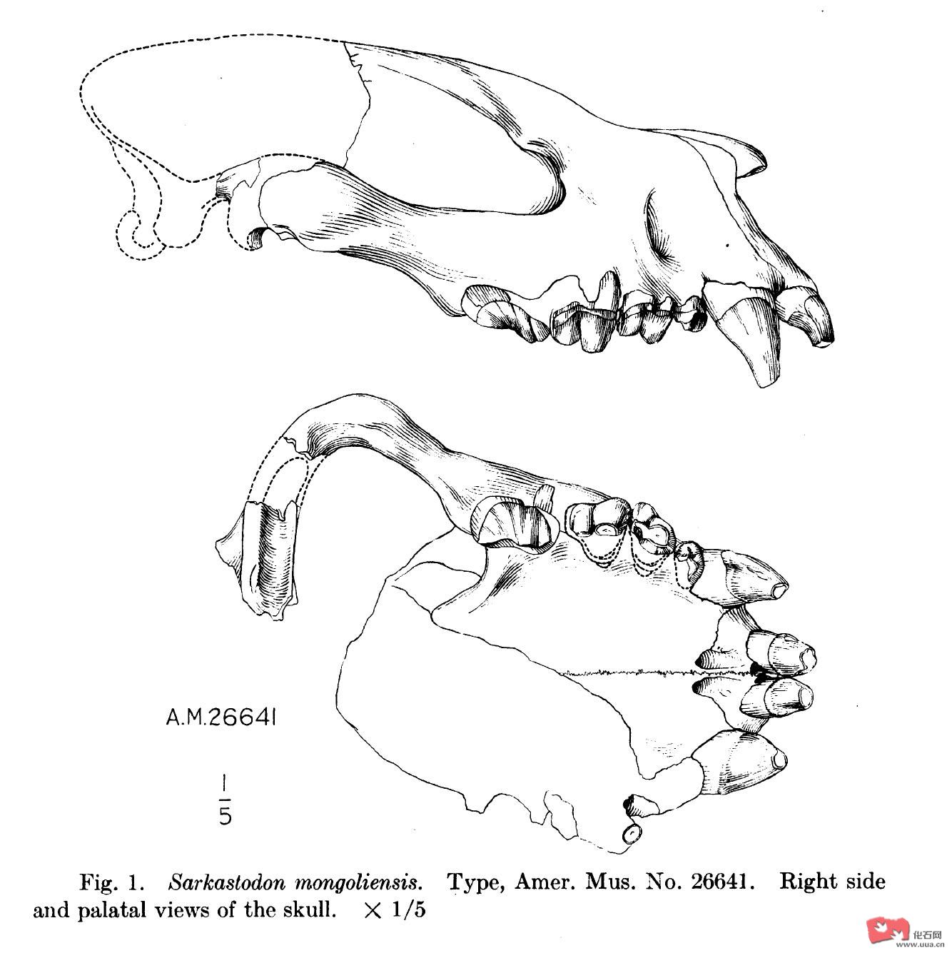 裂肉兽(sarkastodon)