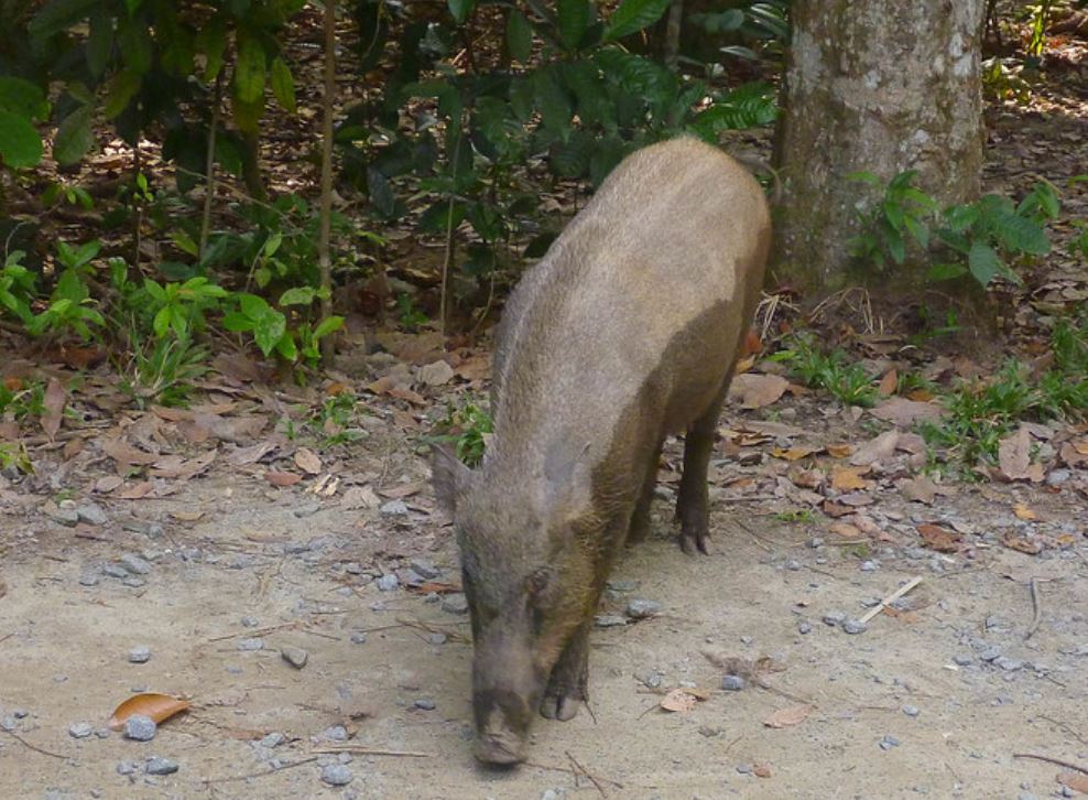 ryukyu islands wild pig