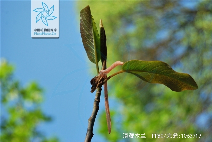  p>滇藏木兰(学名: i>magnolia campbellii  /i>hook. f.