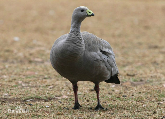  p>澳洲灰雁(学名: i>cereopsis novaehollandiae /i>)是澳洲南部一种