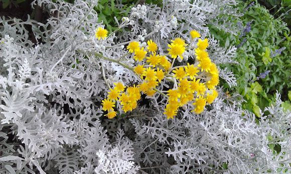  p>银叶菊(学名: i>jacobaea maritima /i> (l.