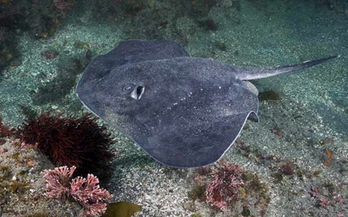  p>古氏魟(学名: i>dasyatis kuhlii /i>)的魟科,魟属的一种鱼类.