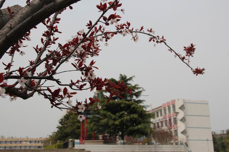 赣榆赣马高级中学