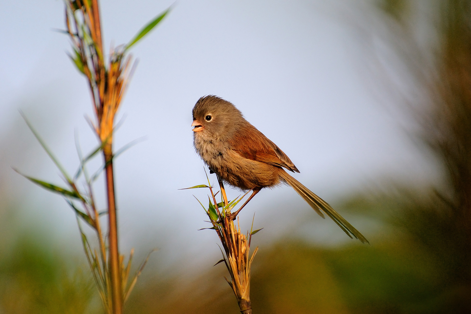  p>白眶鸦雀(学名: i>sinosuthora conspicillata /i>)是莺科,鸦雀属