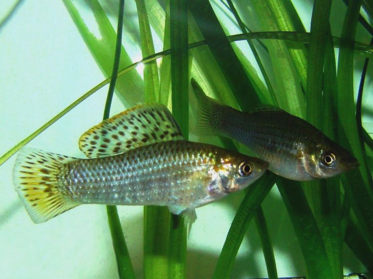  i>poecilia latipinna /i>)是花鳉科,花鳉属鱼类