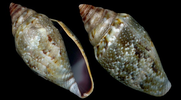 地中海芋螺(学名:lautoconus ventricosus)的拉丁文名称繁多.