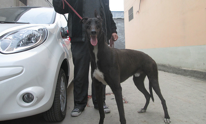 格力犬又名灵缇(greyhound),原产于中东地区