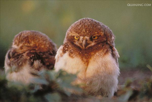  p>小鸡是鸡雏的通俗叫法,鸡雏就是鸡的幼崽,从 a href="#" data