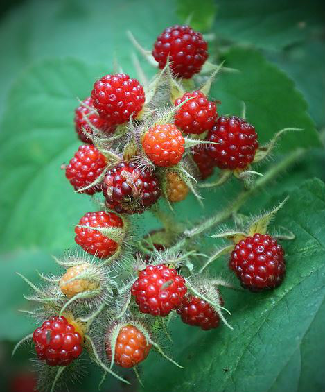  p>覆盆子(学名: i>rubus idaeus /i> l.
