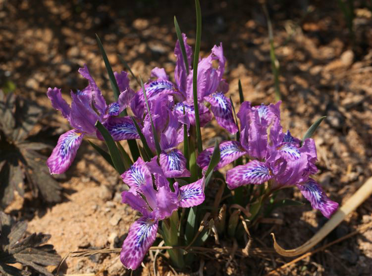  p>粗根鸢尾(学名: i>iris tigridia /i>  bunge ex ledeb.