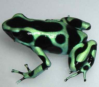  p>迷彩箭毒蛙,(学名 dendrobates auratus),体长25-40mm的地栖型蛙.