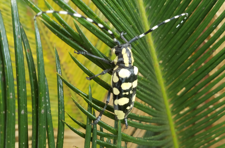  p>楝星天牛,是节肢动物门,昆虫纲,鞘翅目,天牛科节肢动物,体型在天牛