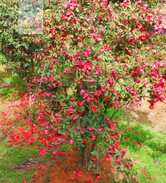  p>厚叶红山茶(学名:camellia crassissima chang et shi),山茶科山茶