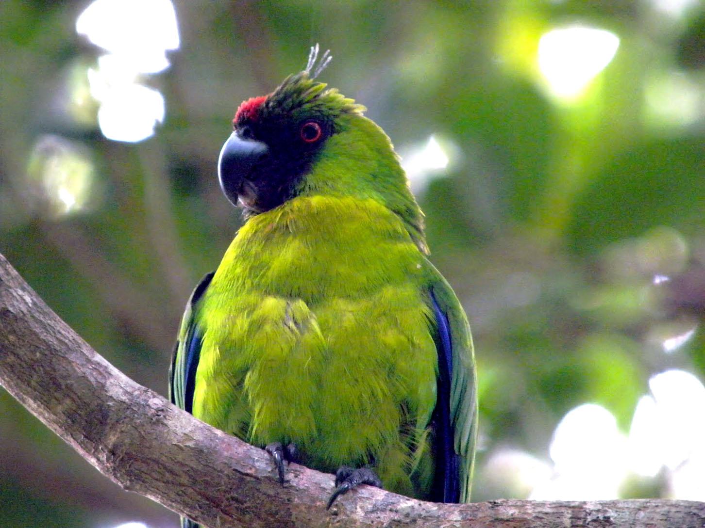 独角鹦鹉(学名: i>eunymphicus cornutus /i>)是非常稀少且昂贵的鸟种