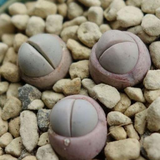  p>春桃玉是番杏科春桃玉属多肉植物. /p>