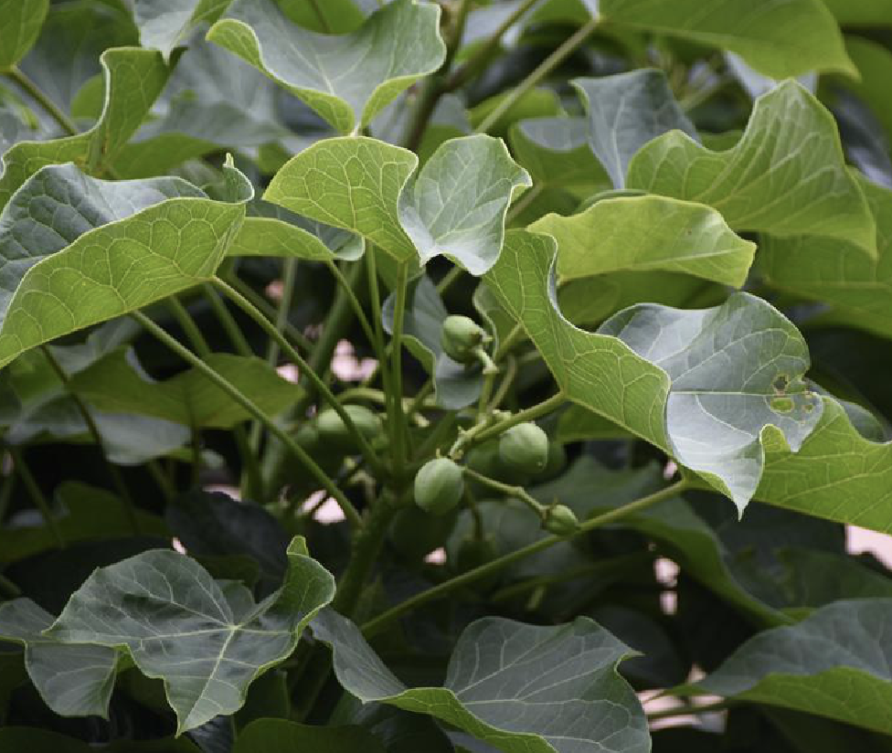 chew),是 a>荨麻目 /a>荨麻科火麻树属植物,乔木,高3-15米,胸径8-20