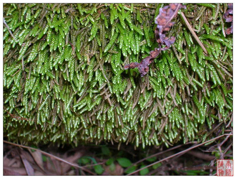  p>尖顶紫萼藓(grimmia apiculata hornsch),其多生于 a>海拔 /a>2300