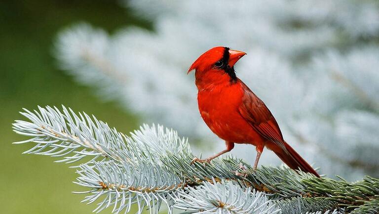  p data-id="gnvi8h0djz">红衣主教鸟是红鸟科红鸟属鸟类, a target="