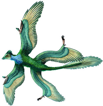 始祖鸟(archaeopteryx)