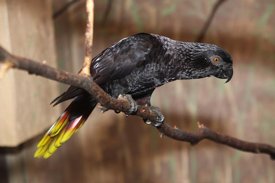  p>黑色吸蜜鹦鹉(学名:chalcopsitta atra)羽色 a href="#" data