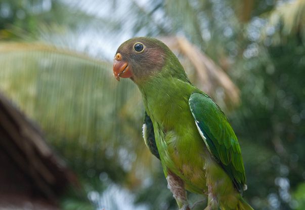  p>红颊鹦鹉(学名:geoffroyus geoffroyi)体长约21厘米,体重135～180