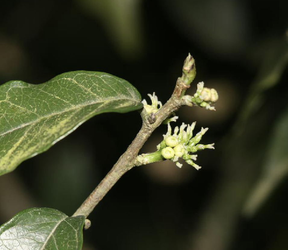  p>尾叶刺桑(学名: i>streblus zeylanicus  /i>(thw.