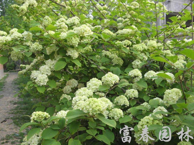 bosser)是茜草科团花属植物,落叶大乔木,高达30米;树干通直,基部略