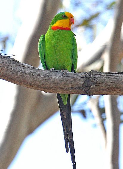  p>超级鹦鹉(学名:polytelis swainsonii)是典型的 a href="#" data