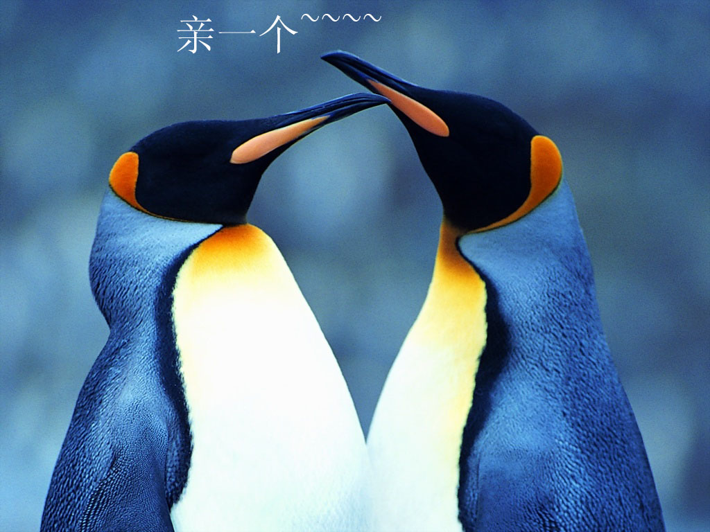 白鳍企鹅属