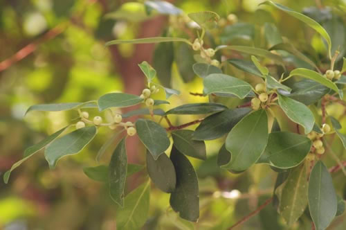  p>高山榕(学名: i>ficus altissima /i>)属 a href="#" data-lemmaid