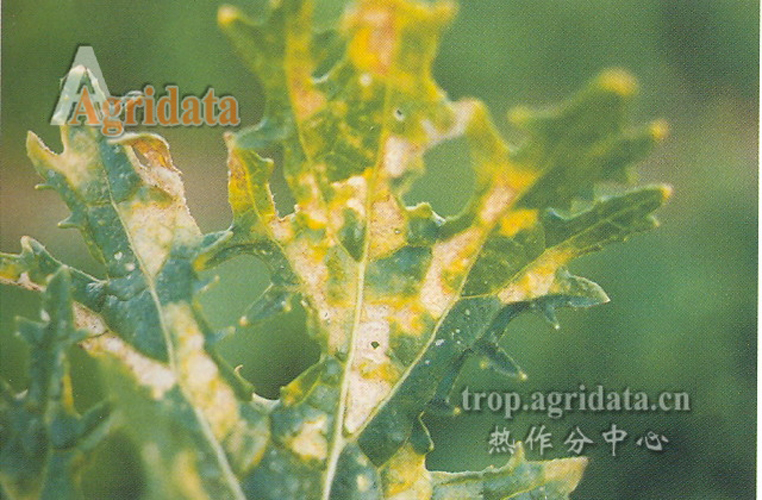  p>寄生霜霉芸薹属变种,分甘蓝型和白菜型两个生理小种,属鞭毛菌亚门