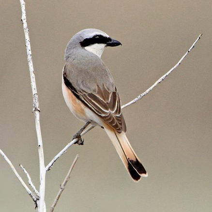  p>黑额伯劳(学名: i>lanius minor /i>)是伯劳科,伯劳属中型鸟类,体