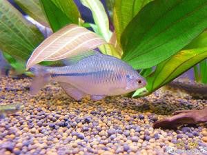 尾鳍中部的条纹是蓝黑色,而不象高体彩石那样的红色·雄鱼口唇为红色