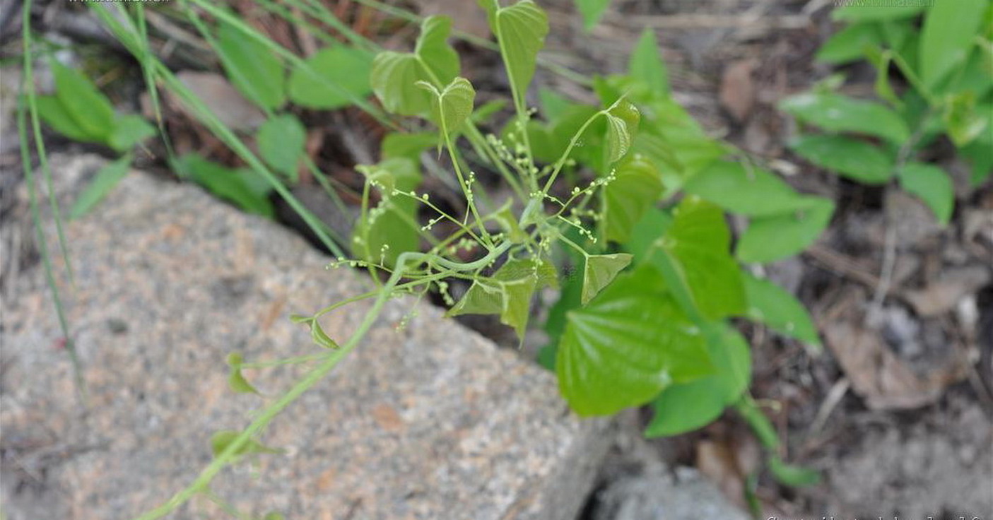  p>纤细薯蓣(学名:dioscorea gracillima miq),为 a target="_blank"