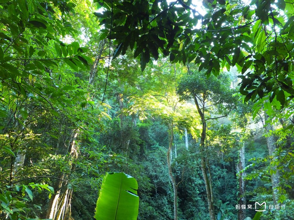 西双版纳原始森林公园