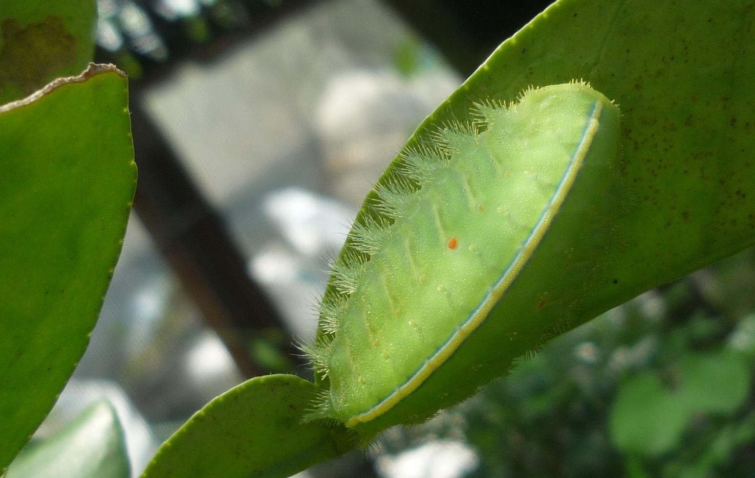  p>扁刺蛾, i>thosea sinensis /i>,为鳞翅目, a href="#">刺蛾科 /a>