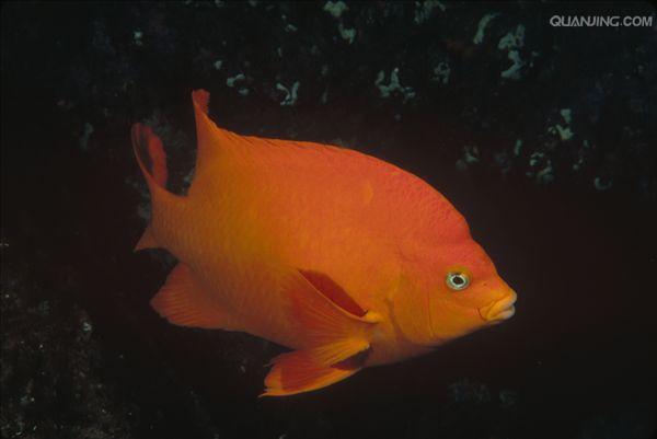  p>雀鱼属于 a href="#" data-lemmaid="3516708">脊索动物门 /a>, a