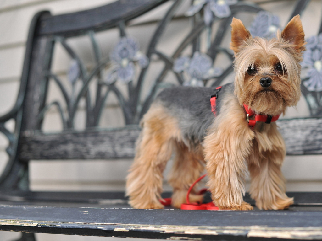  p>澳大利亚梗(australianterrier)又叫 a href="#" data-lemmaid="