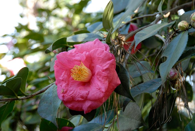  p>山茶(学名: i>camellia japonica /i>  l.